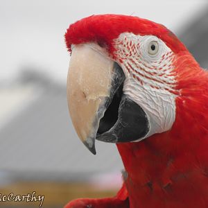 Green Winged Macaw