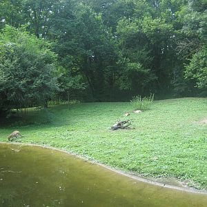 Munich Zoo - Wallaby exhibit
