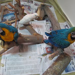 Young hand reared macaw in kuwait zoo