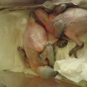 Young hand reared macaw in kuwait zoo