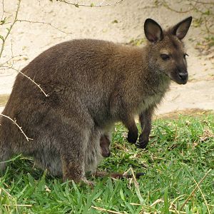 Bennett's wallaby