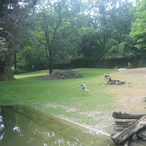 Munich Zoo - Nyala exhibit