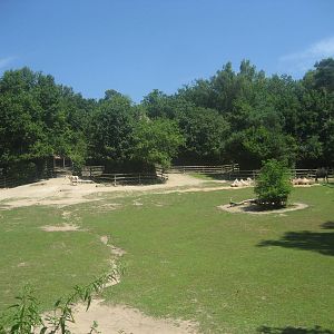 Nürnberg Zoo - Camel/Onager exhibit