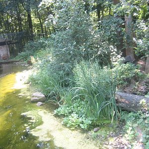 Nürnberg Zoo - Yellow-throated marten exhibit