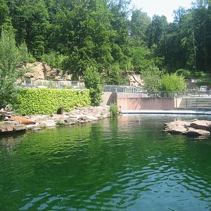 Nürnberg Zoo - Sea lion exhibit