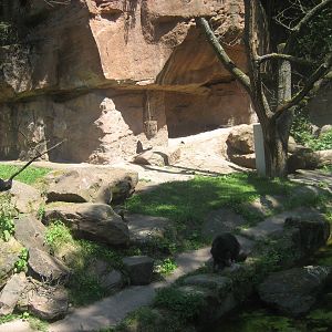 Nürnberg Zoo - Spectacled bear exhibit