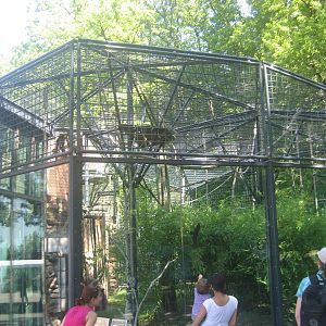 Nürnberg Zoo - Gibbon exhibit