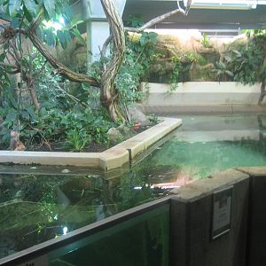 Nürnberg Zoo - Manatee exhibit