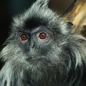 Silvered Leaf Monkey