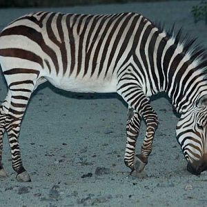 Hartmann's Zebra