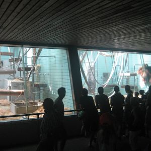 Wilhelma Zoo - Great ape house