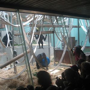 Wilhelma Zoo - Gorilla exhibit