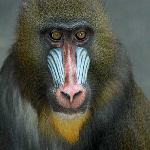 Mandrill