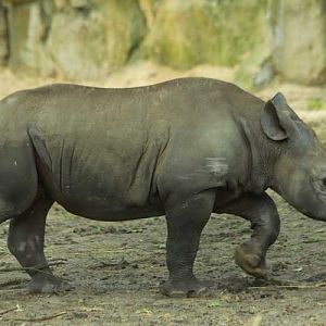 Young Black Rhino