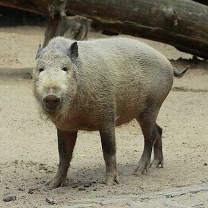 Bearded Pig