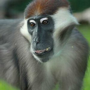 Red-capped Mangabey