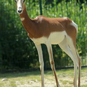 Mhorr Gazelle