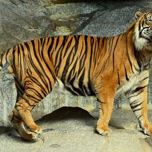 Sumatran Tiger