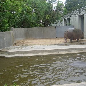 Wilhelma Zoo - Hippo exhibit