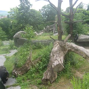 Wilhelma Zoo - Spectacled bear exhibit