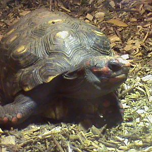 red-footed tortoise 07/10