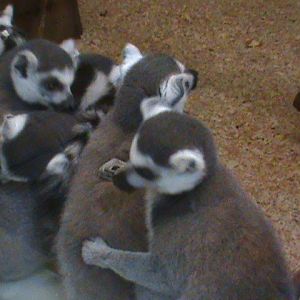 ring-tailed lemurs 07/10