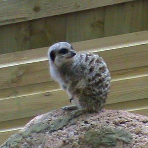 meerkat 1 07/10