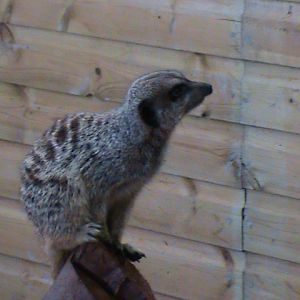 meerkat 2 07/10