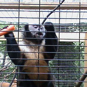 yellow-breasted capuchin 07/10