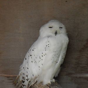 snowy owl 07/10