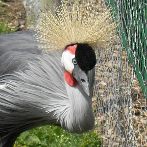 eastern grey crowned crane1 07/10