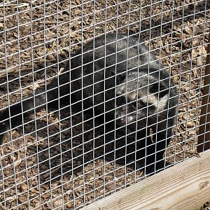 common palm civet1 07/10