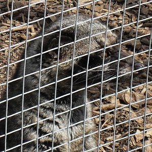 common palm civet 2 07/10