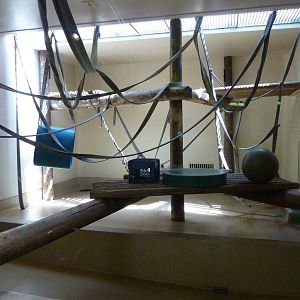 Gorilla Exhibit - Indoor Area