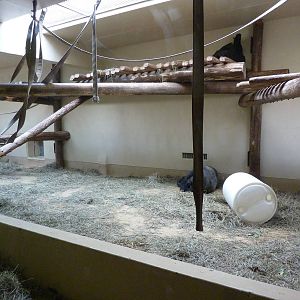 Gorilla Exhibit - Indoor Area