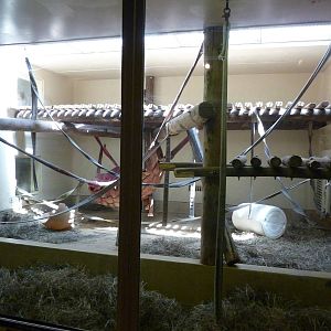 Gorilla Exhibit - Indoor Area