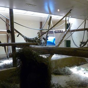 Gorilla Exhibit - Indoor Area