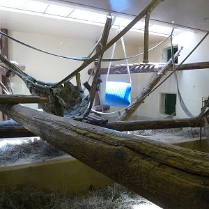 Gorilla Exhibit - Indoor Area