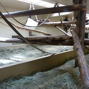 Gorilla Exhibit - Indoor Area