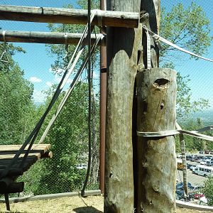 Orangutan Exhibit - Outdoor Area