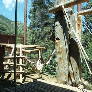 Orangutan Exhibit - Outdoor Area