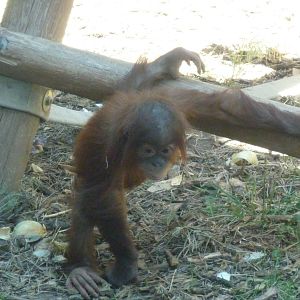 Orang Youngster