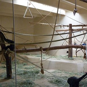 Siamang - Indoor Exhibit