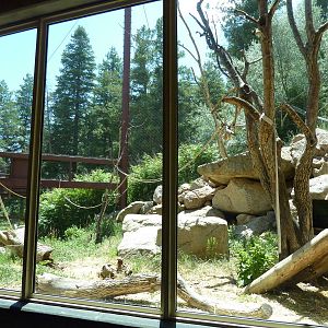 Lion-Tailed Macaque - Outdoor Exhibit