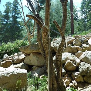 Lion-Tailed Macaque - Outdoor Exhibit