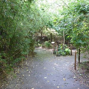 Orangutan/Chimpanzee Complex - Visitor Pathway
