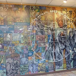 Orangutan/Chimpanzee Complex - Mural