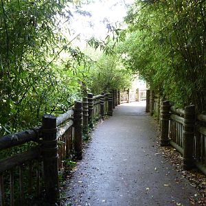 Orangutan/Chimpanzee Complex - Visitor Pathway
