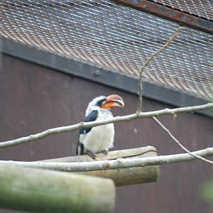 Von der Decken's hornbill