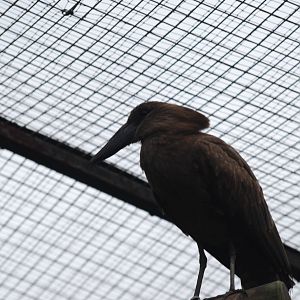 Hamerkop